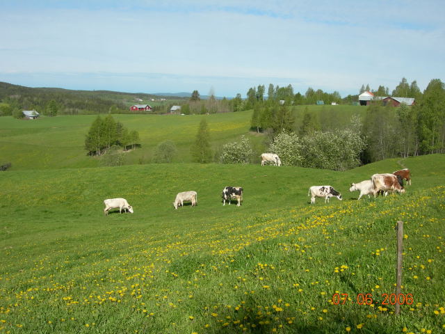 cows