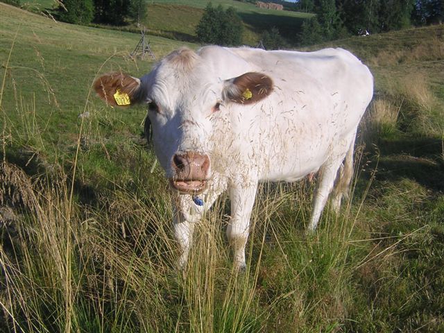 cow