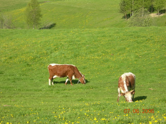 cows4