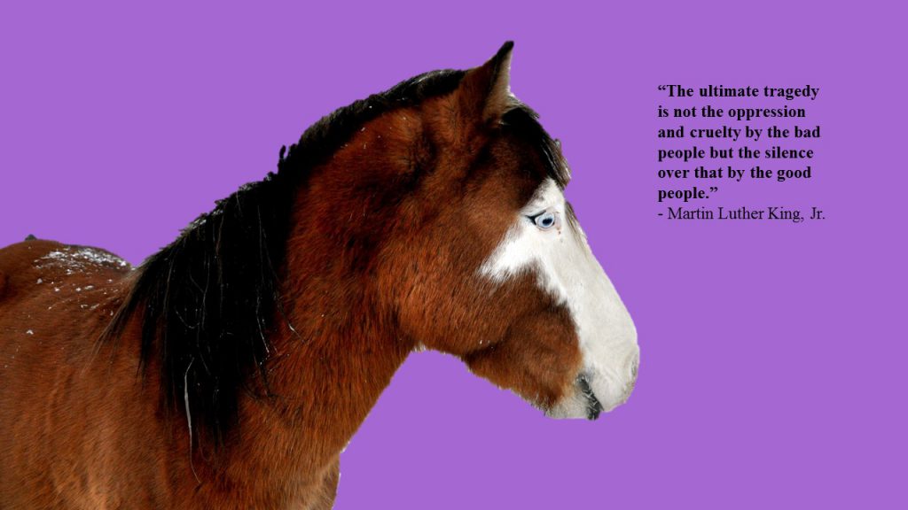 horse citat